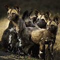 Afrikanischer Wildhund Jungtiere