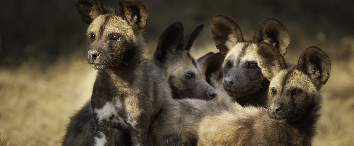 Afrikanischer Wildhund Jungtiere