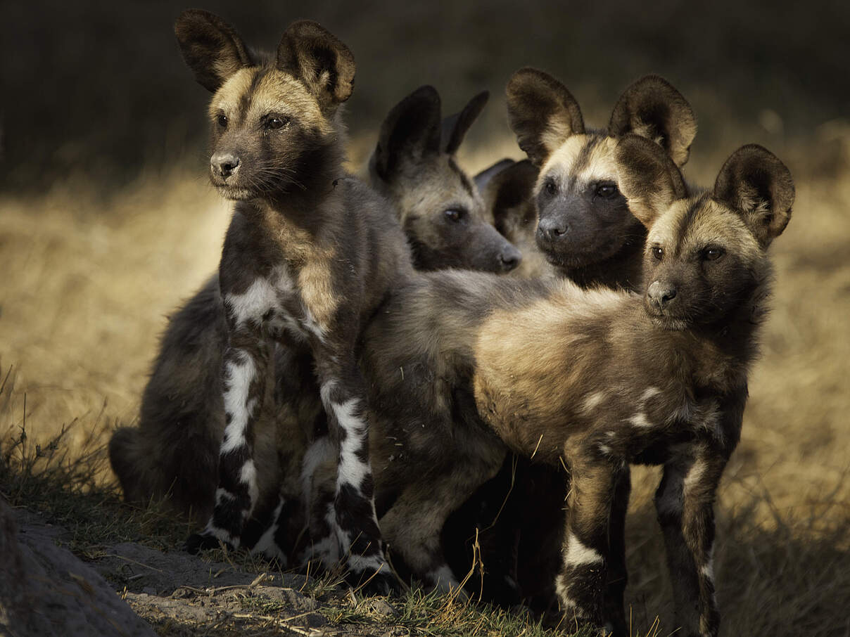 Afrikanischer Wildhund Jungtiere