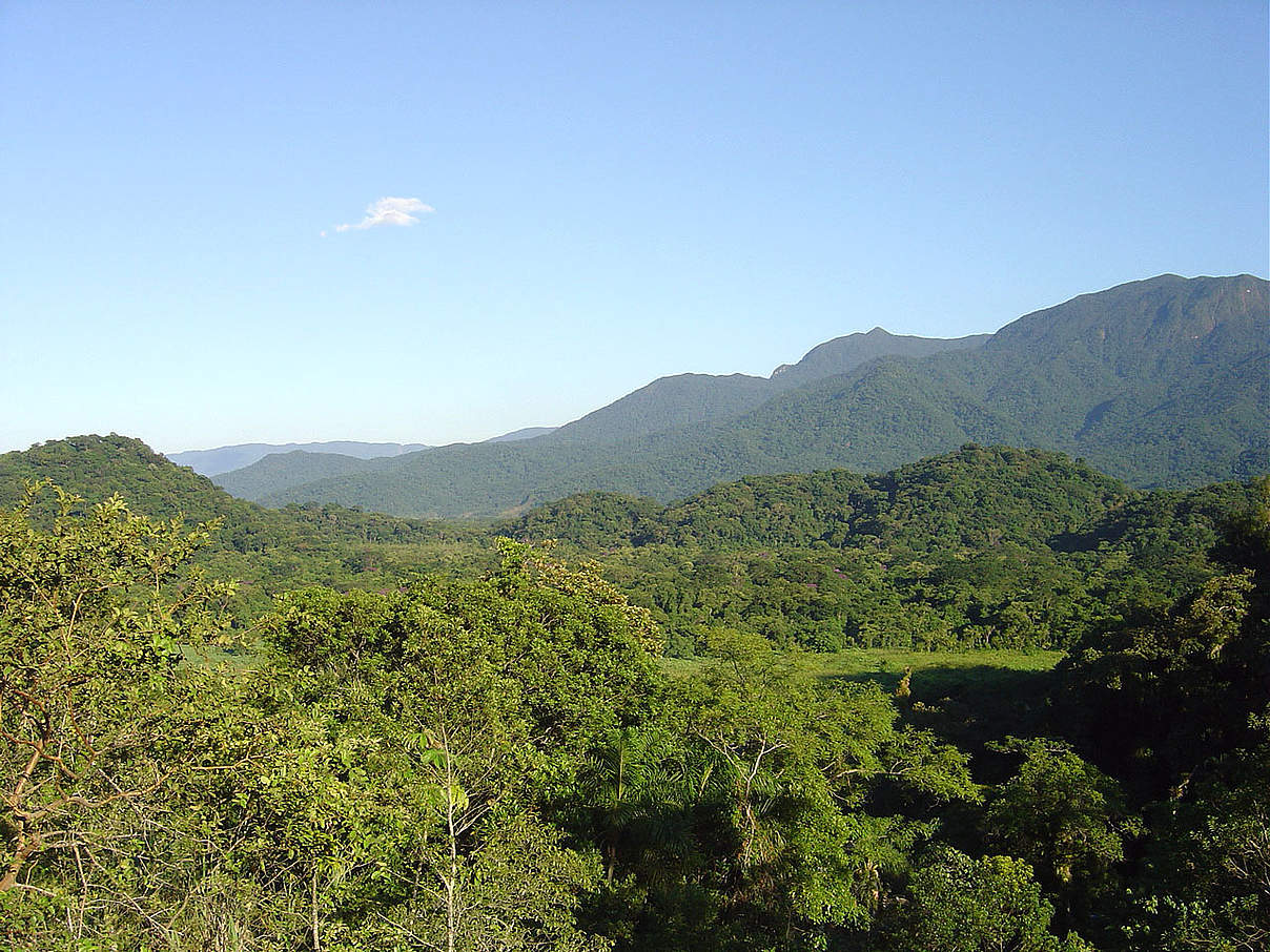 Der Atlantische Küstenregenwald bedeckte einst eine Fläche von mehr als 1,3 Millionen Quadratkilometer © Instituto Ekos Brasil