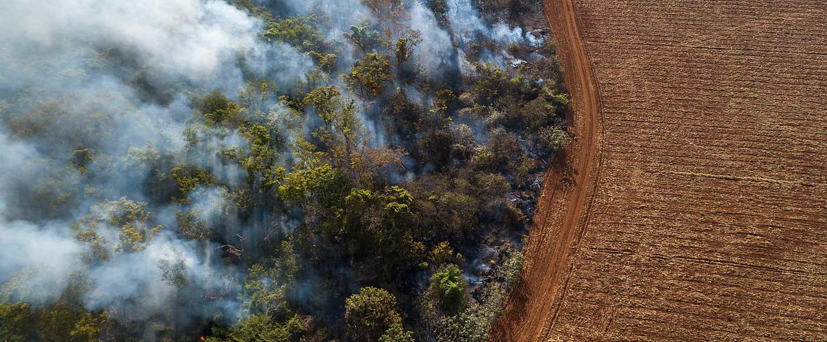 Amazonas-Regenwald im Bundesstaat Rondônia, Brasilien, im September 2020; links wurde Wald in Brand gesteckt, rechts bereits ganze Arbeit geleistet. Was das Feuer übrig lässt, wird abgeholzt und mit Sojabohnen bepflanzt. Foto: Andre Dib / WWF-Brazil 