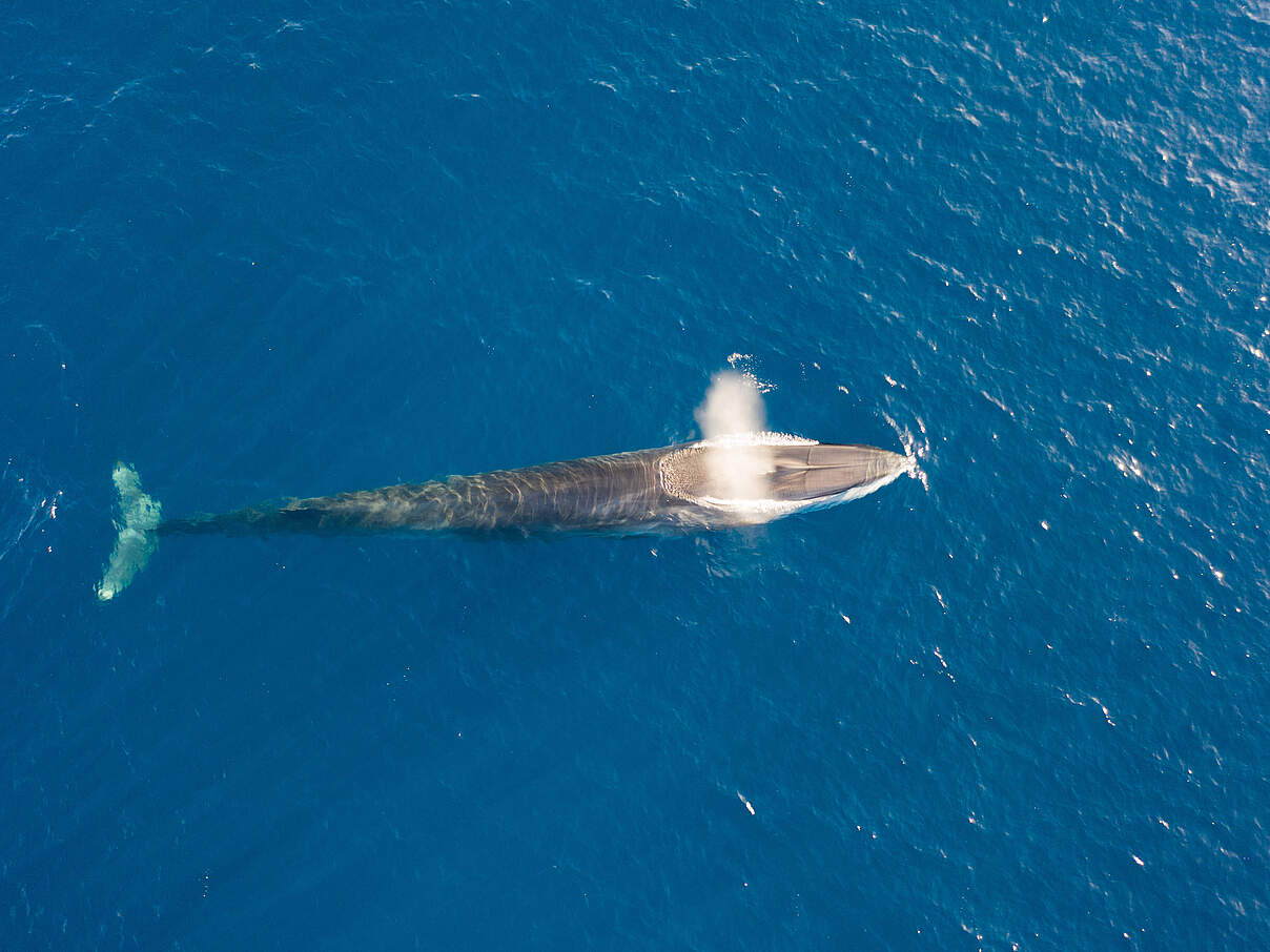 Finnwal stößt Luft durch Blaslöcher aus