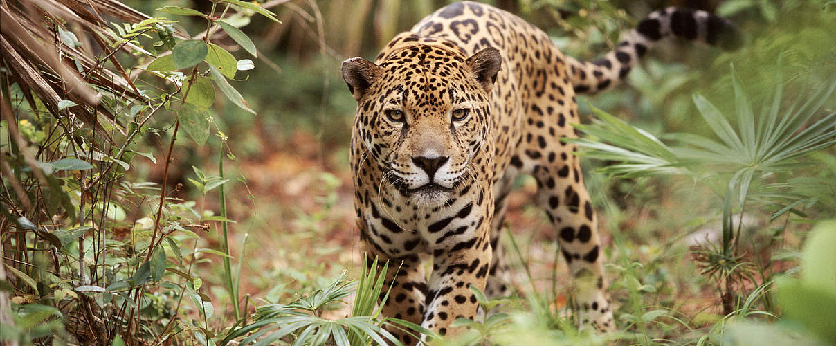 Jaguar in Belize © naturepl.com / Lynn M. Stone / WWF