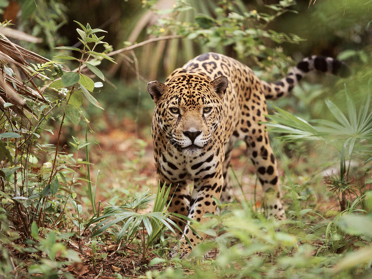 Jaguar in Belize © naturepl.com / Lynn M. Stone / WWF