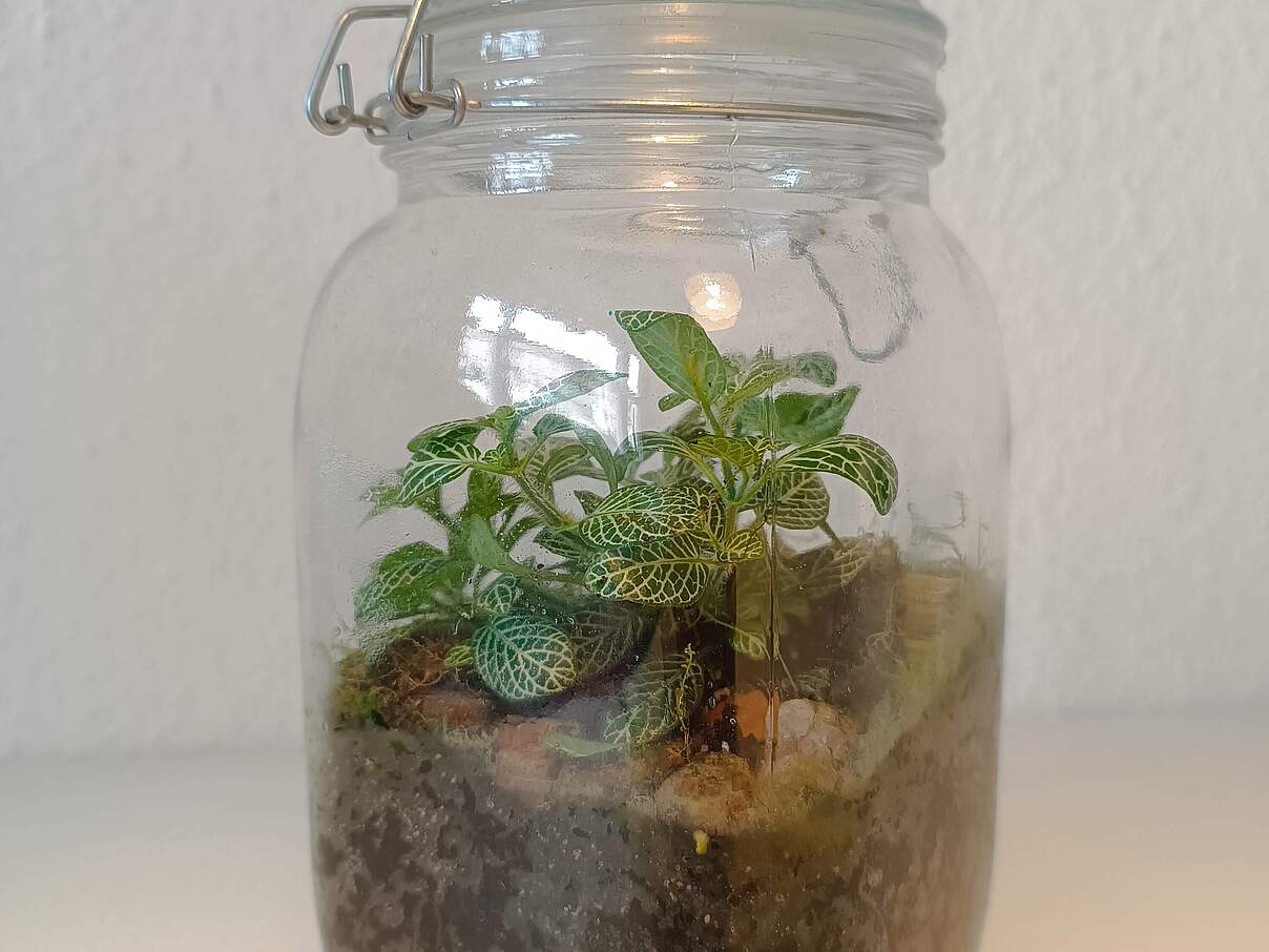 Regenwald im Glas 