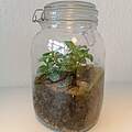 Regenwald im Glas 
