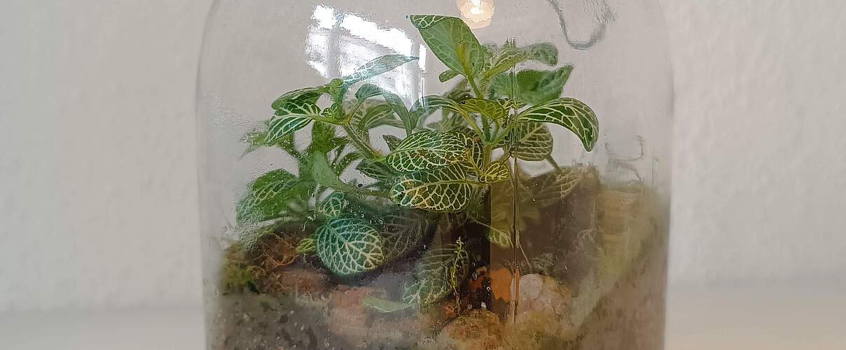 Regenwald im Glas 