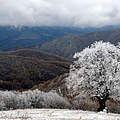 Winterlicher Bergmischwald im Kaukasus © Aurel Heidelberg / WWF Deutschland
