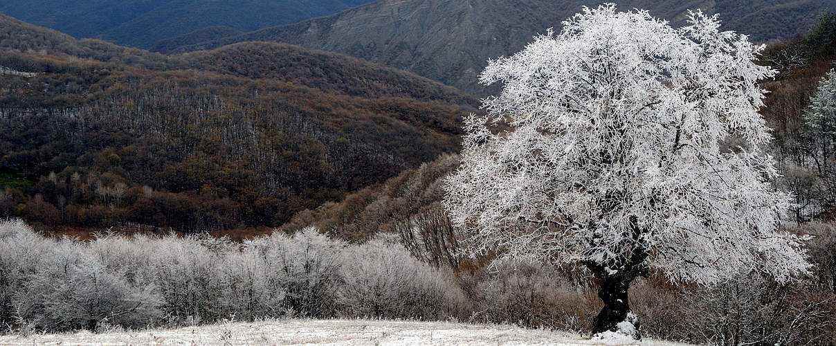 Winterlicher Bergmischwald im Kaukasus © Aurel Heidelberg / WWF Deutschland