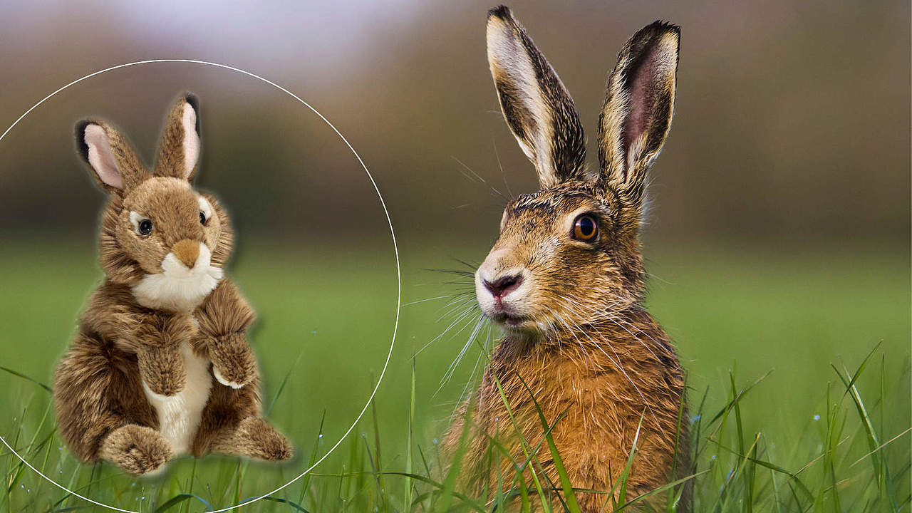Plüschtier & Feldhase © Wildlifewitholly / WWF UK