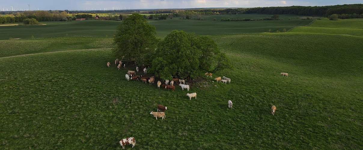 Rinder auf dem Landwirtschaftsbetrieb Vahle © Frank Gottwald