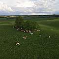 Rinder auf dem Landwirtschaftsbetrieb Vahle © Frank Gottwald