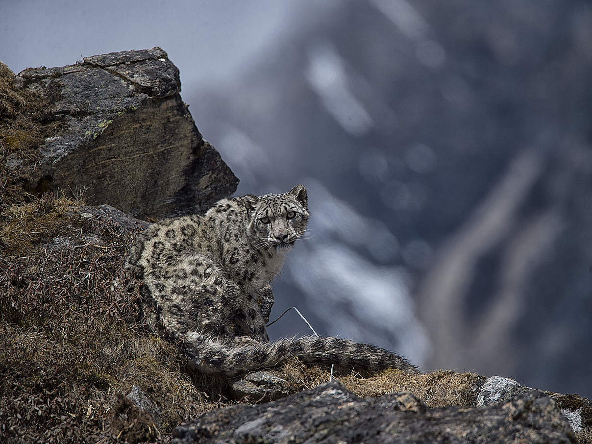 Schneeleopard © Sanjog Rai / WWF Nepal