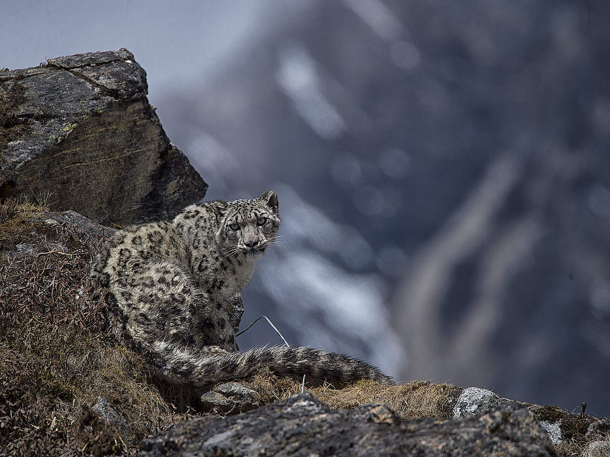 Schneeleopard © Sanjog Rai / WWF Nepal