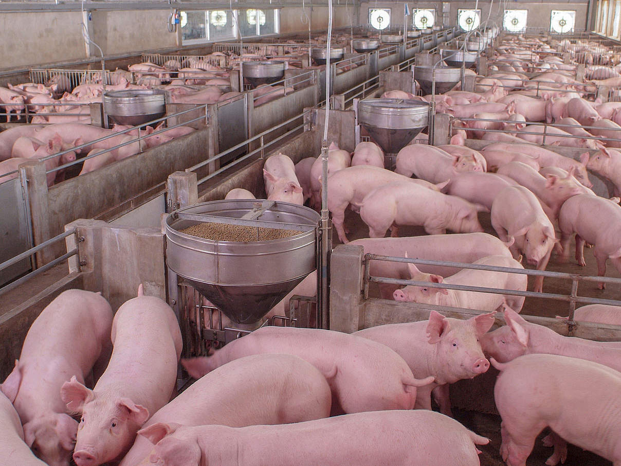 Schweinemast Stallanlage © chayakorn lotongkum / iStock / Getty Images Plus