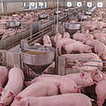 Schweinemast Stallanlage © chayakorn lotongkum / iStock / Getty Images Plus