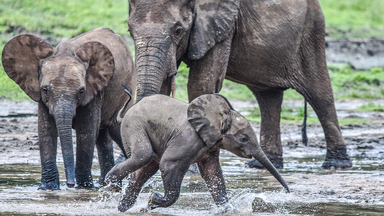 Elefanten leben gern in der Gruppe © WWF