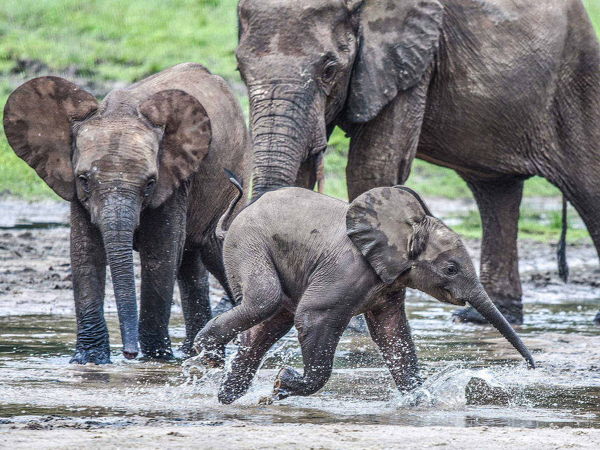 Elefanten leben gern in der Gruppe © WWF