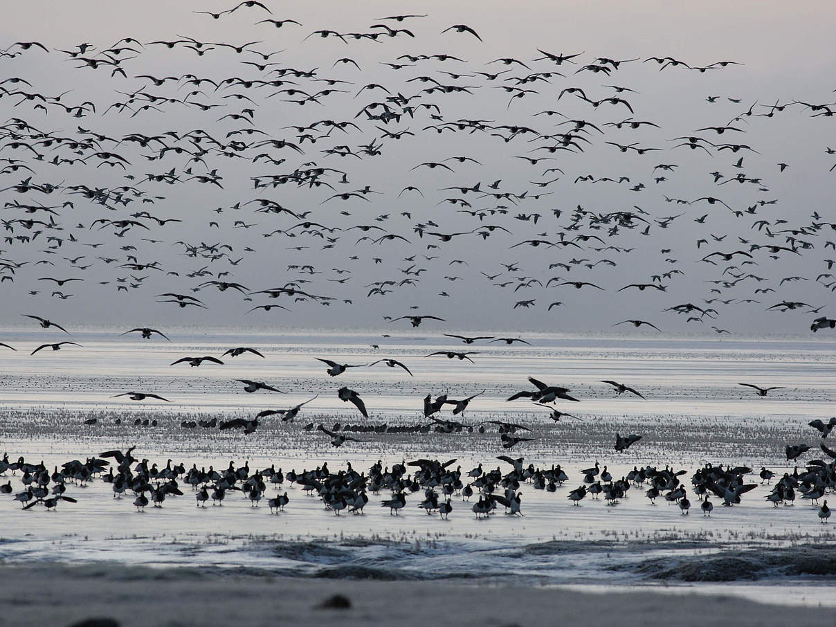 Weißwangengänse © MikeLane45 / Getty Images / iStockphoto / WWF