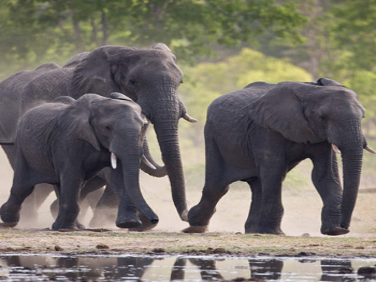 Elefanten in Zimbabwe © Michael Poliza / WWF