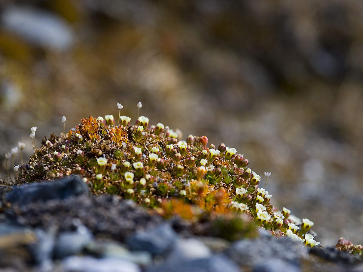 Kleine Blumen blühen in der kargen Landschaft von Hornsund, Spitzbergen (Svalbard), Norwegen.