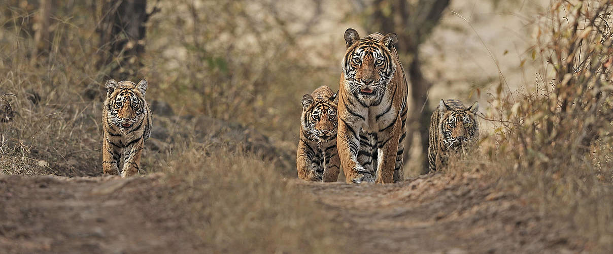Gewinner und Verlierer 2022 – Bengal Tiger (Panthera tigris) © IMAGO / Nature Picture Library
