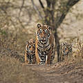 Gewinner und Verlierer 2022 – Bengal Tiger (Panthera tigris) © IMAGO / Nature Picture Library