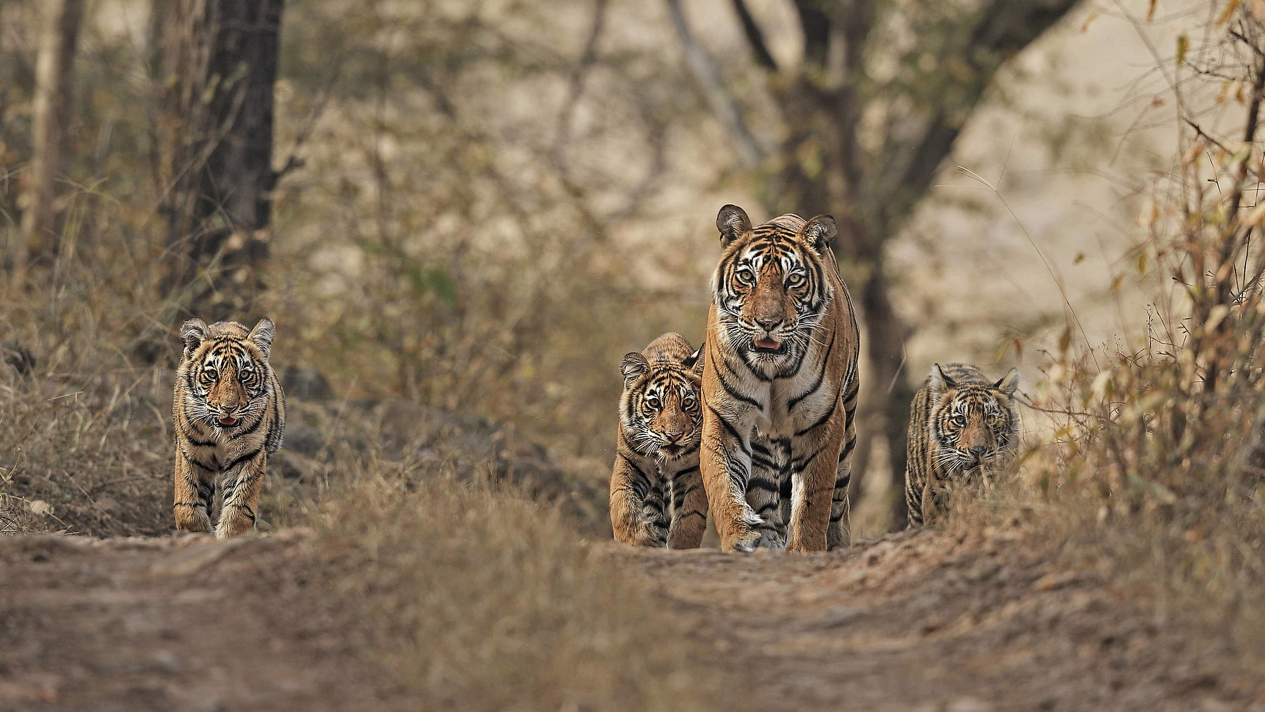Gewinner und Verlierer 2022 – Bengal Tiger (Panthera tigris) © IMAGO / Nature Picture Library