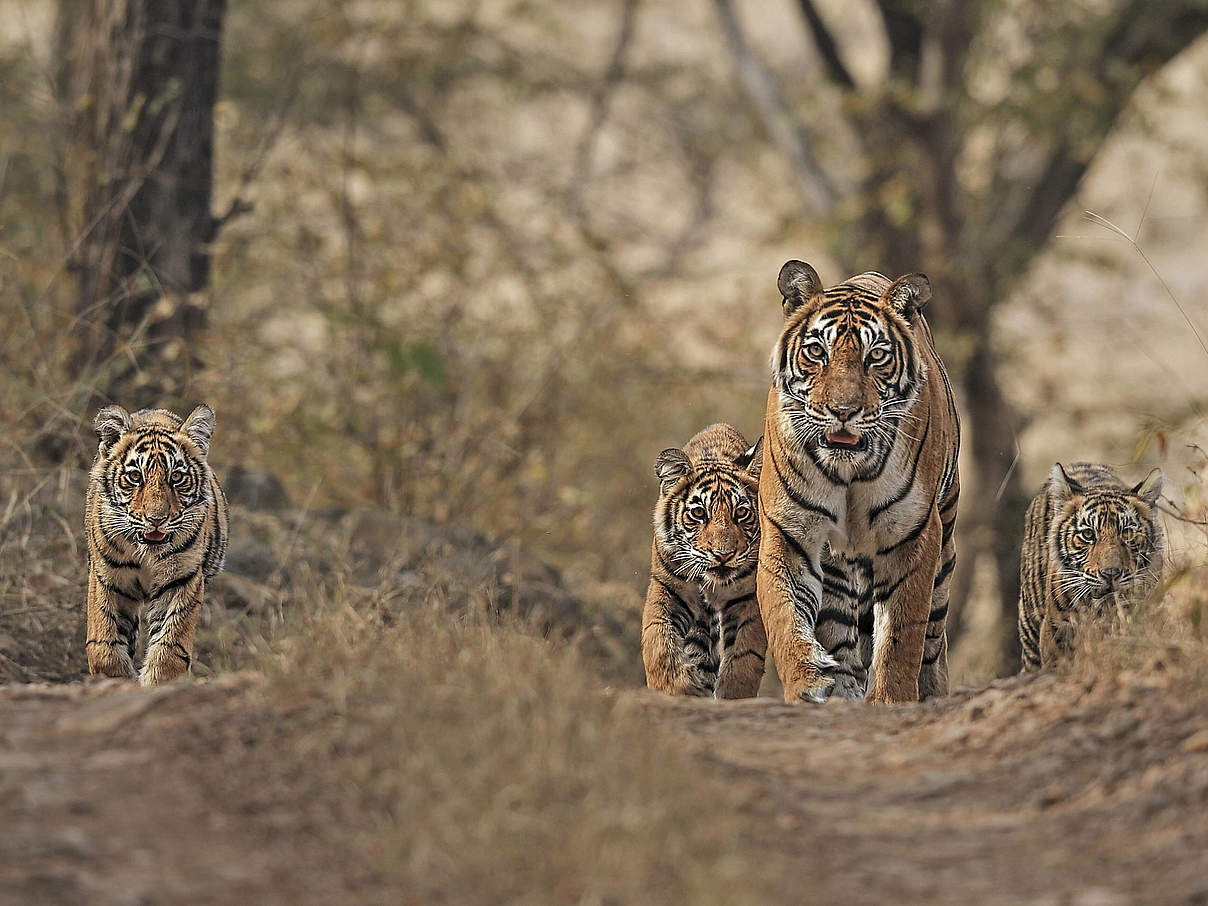 Gewinner und Verlierer 2022 – Bengal Tiger (Panthera tigris) © IMAGO / Nature Picture Library