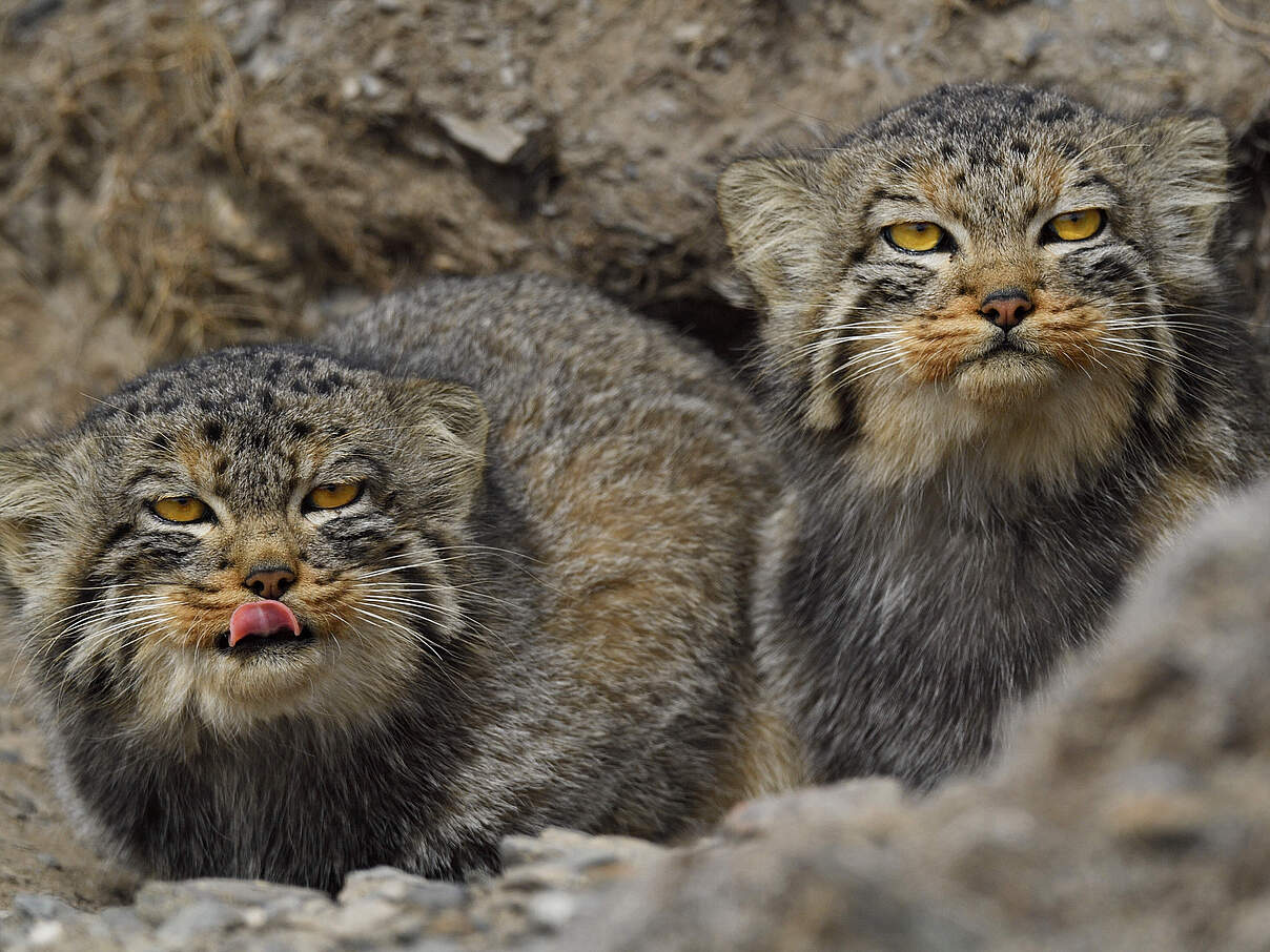 Zwei Wildkatzen gut getarnt zwischen Felsen