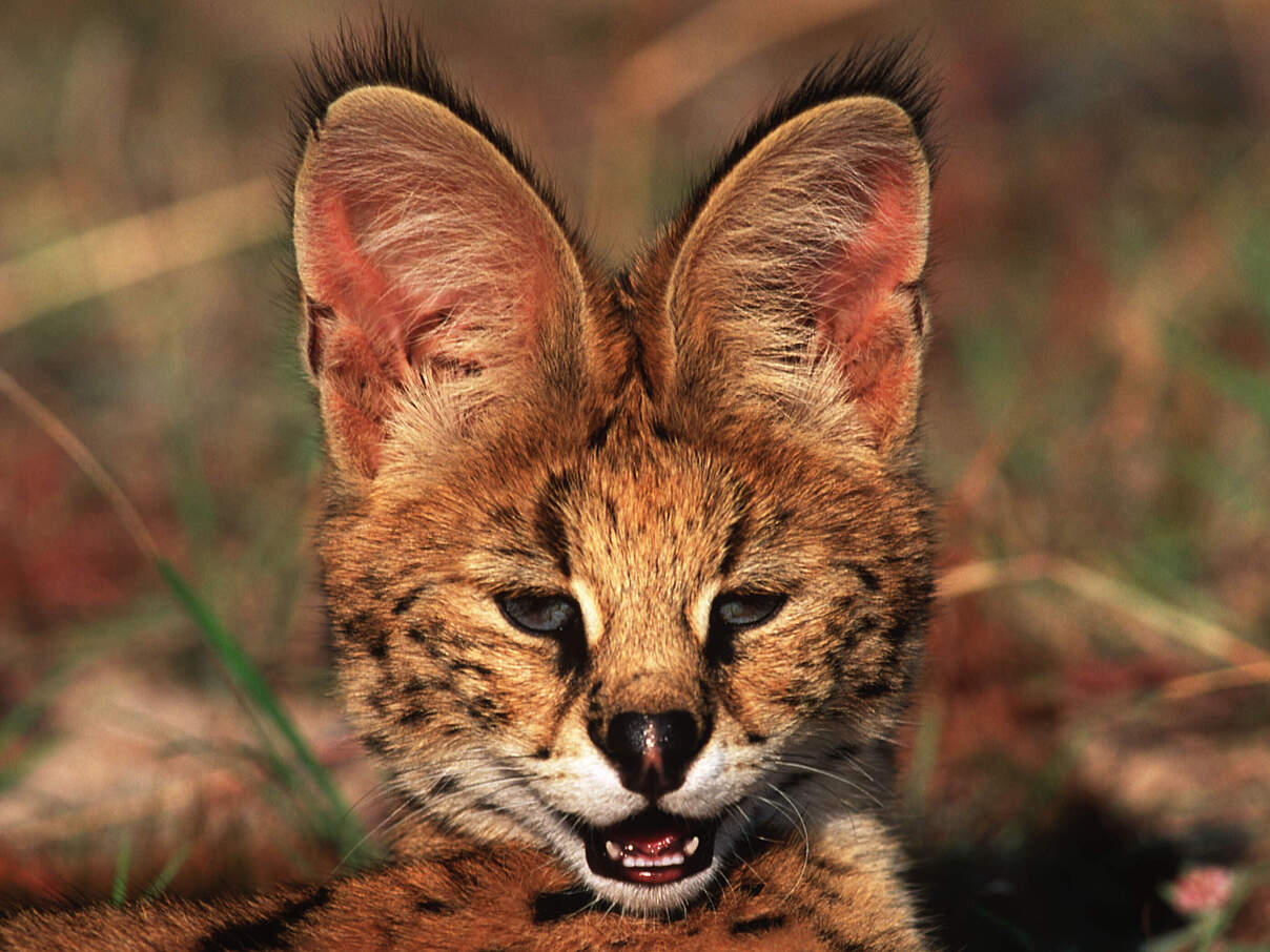 Serval