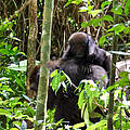 Ein Flachland Gorilla laufend auf dem Waldboden mit Jungtier auf dem Rückem umgeben von Bäumen und Sträuchern