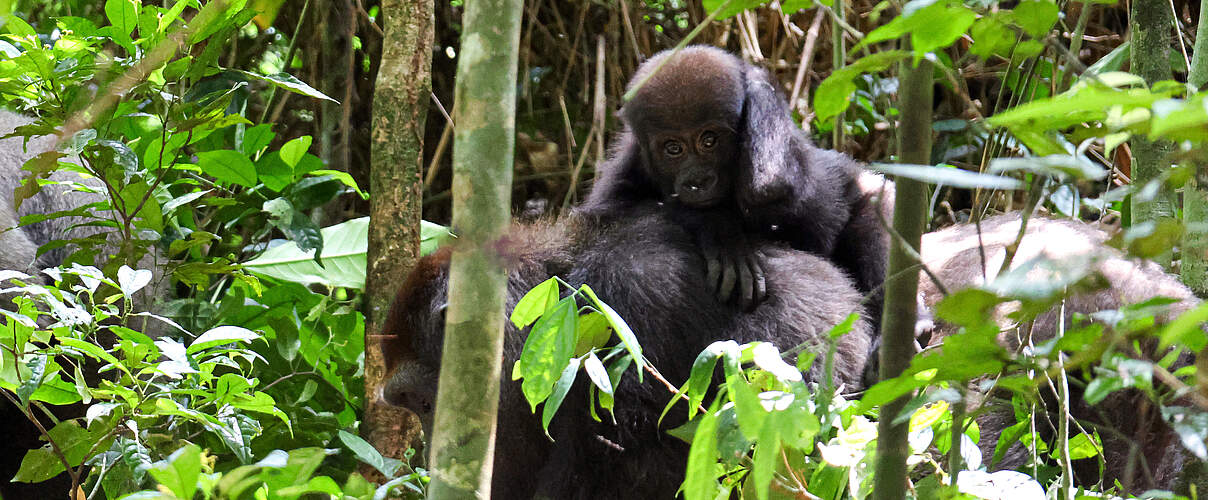 Ein Flachland Gorilla laufend auf dem Waldboden mit Jungtier auf dem Rückem umgeben von Bäumen und Sträuchern