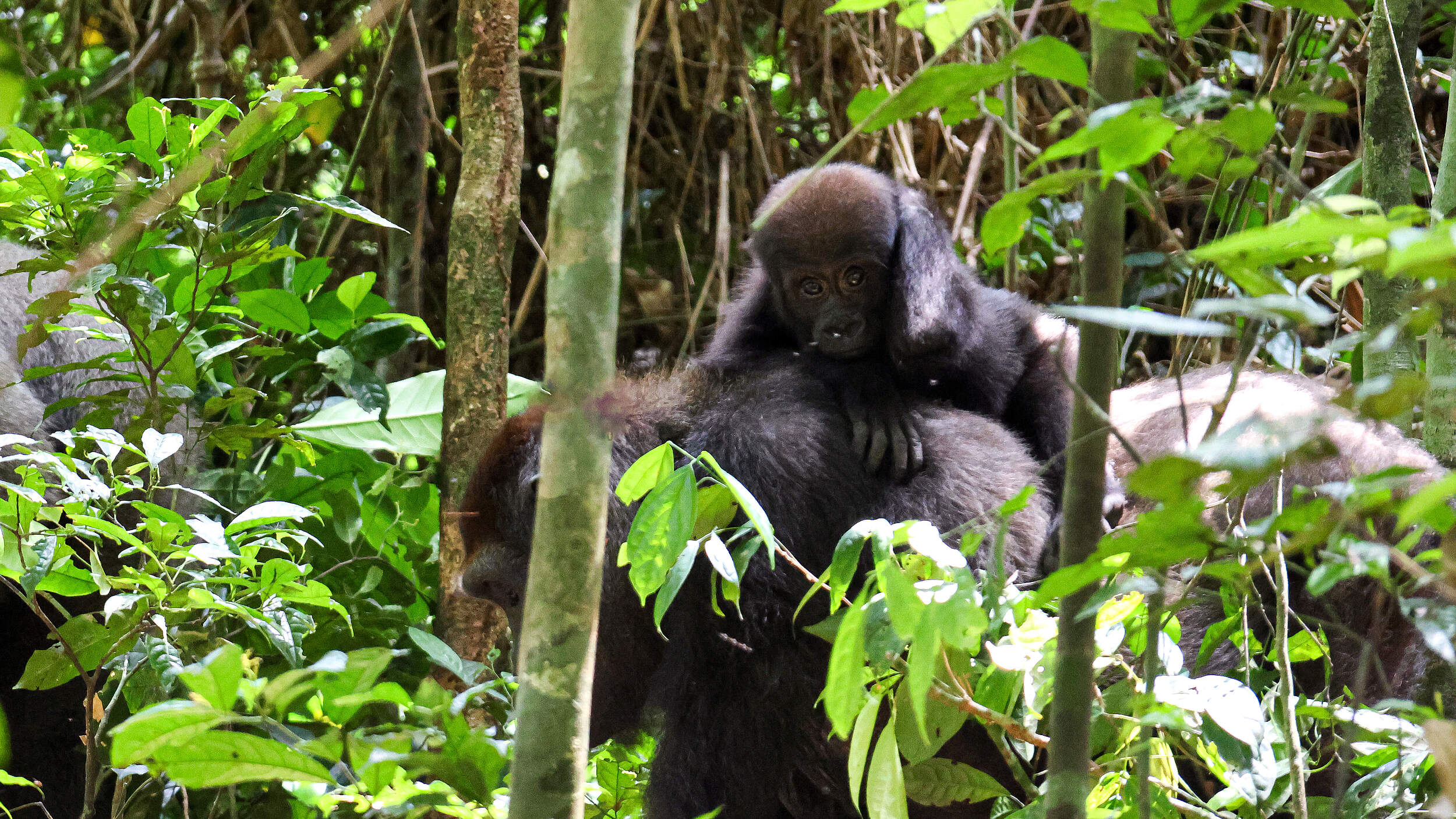 Ein Flachland Gorilla laufend auf dem Waldboden mit Jungtier auf dem Rückem umgeben von Bäumen und Sträuchern