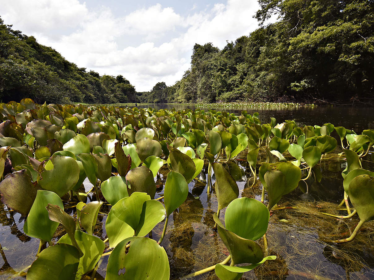 Juruena Nationalpark © Adriano Gambarini / WWF-Brazil