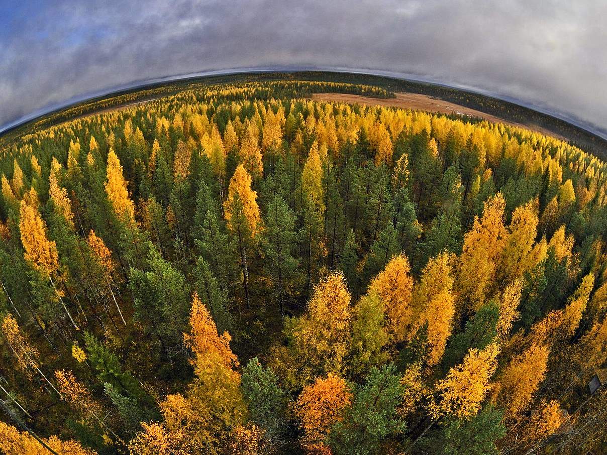 Wald © imago / Nature Picture Library