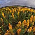 Fish eye aerial view of autumnal forest Finland September PUBLICATIONxINxGERxSUIxAUTxONLY 1513468