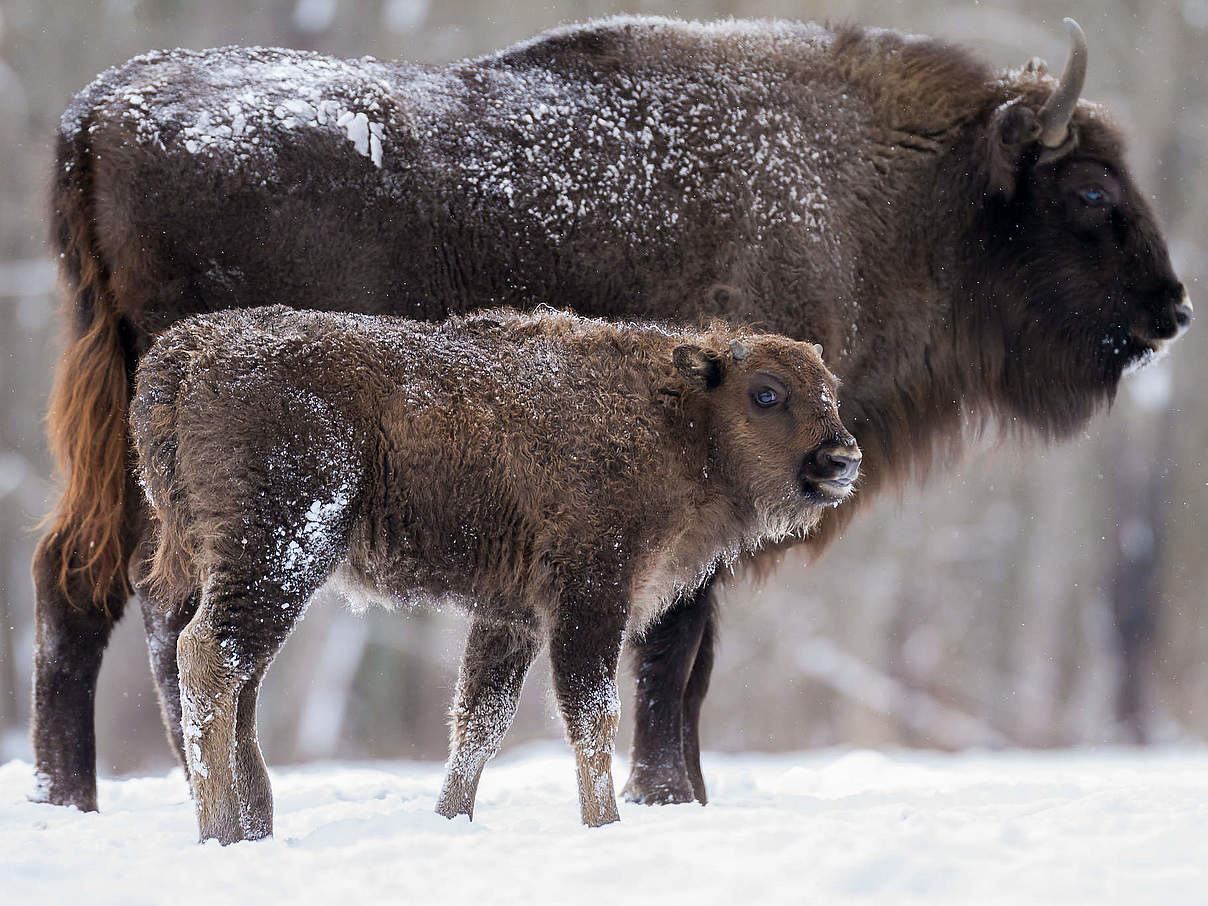 Wisent-Kuh mit Kalb © Vitaly Gorshkov / WWF-Russia