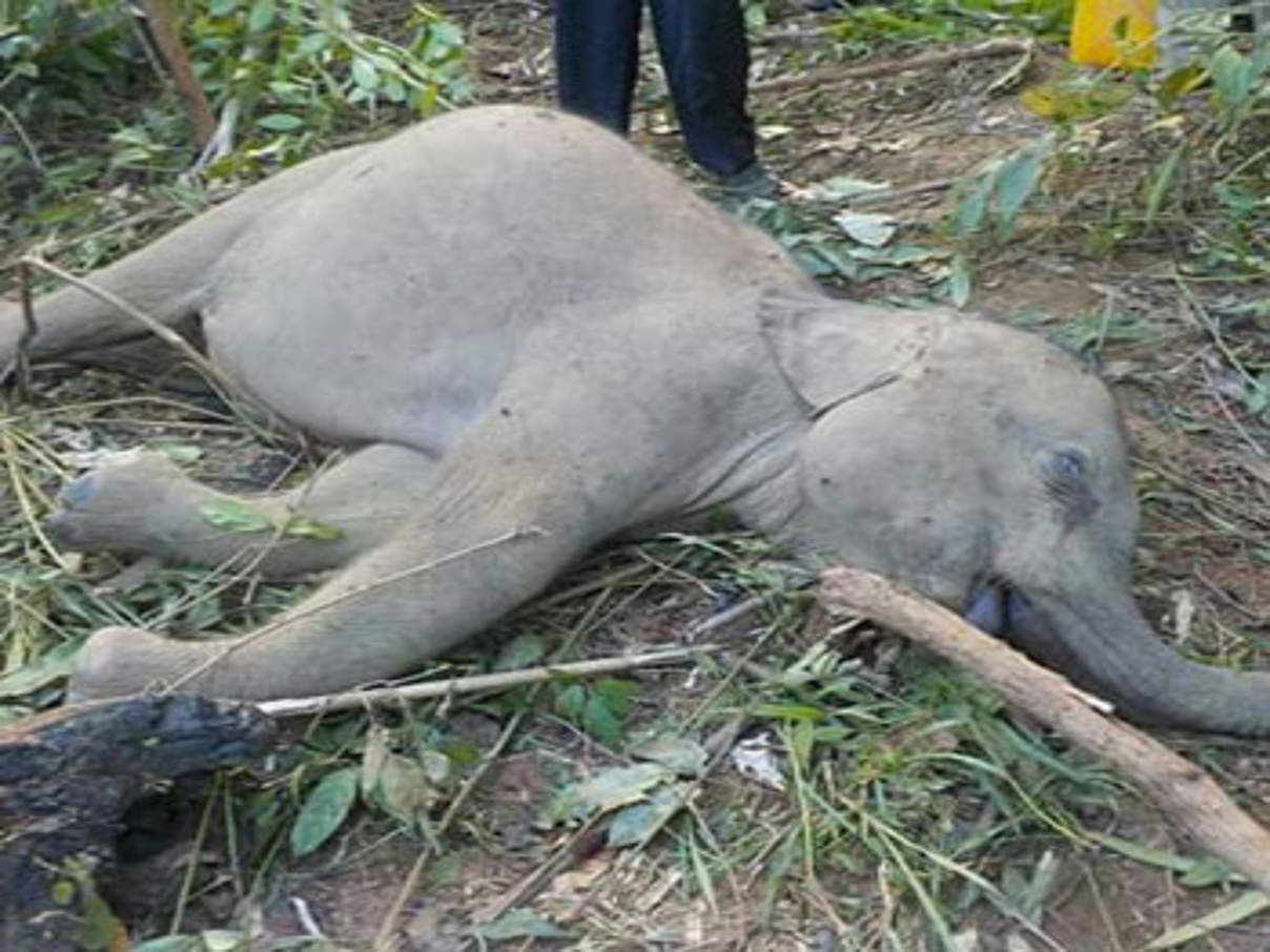 35 Wilderei Elefant Mynamar c AungMyoChitCRC SCBI Gewilderter Elefant in Myanmar © Aung Myo Chit / WWF
