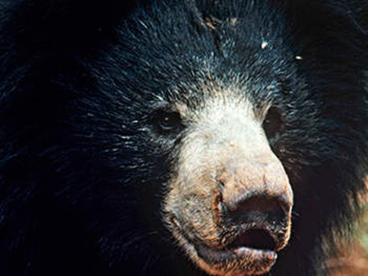 Lippenbär. © WWF-UK / WWF
