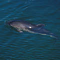 Schweinswal in der Nordsee © Harald Benke / WWF