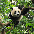 Gewinner des Jahres: Großer Panda © Fotolia 