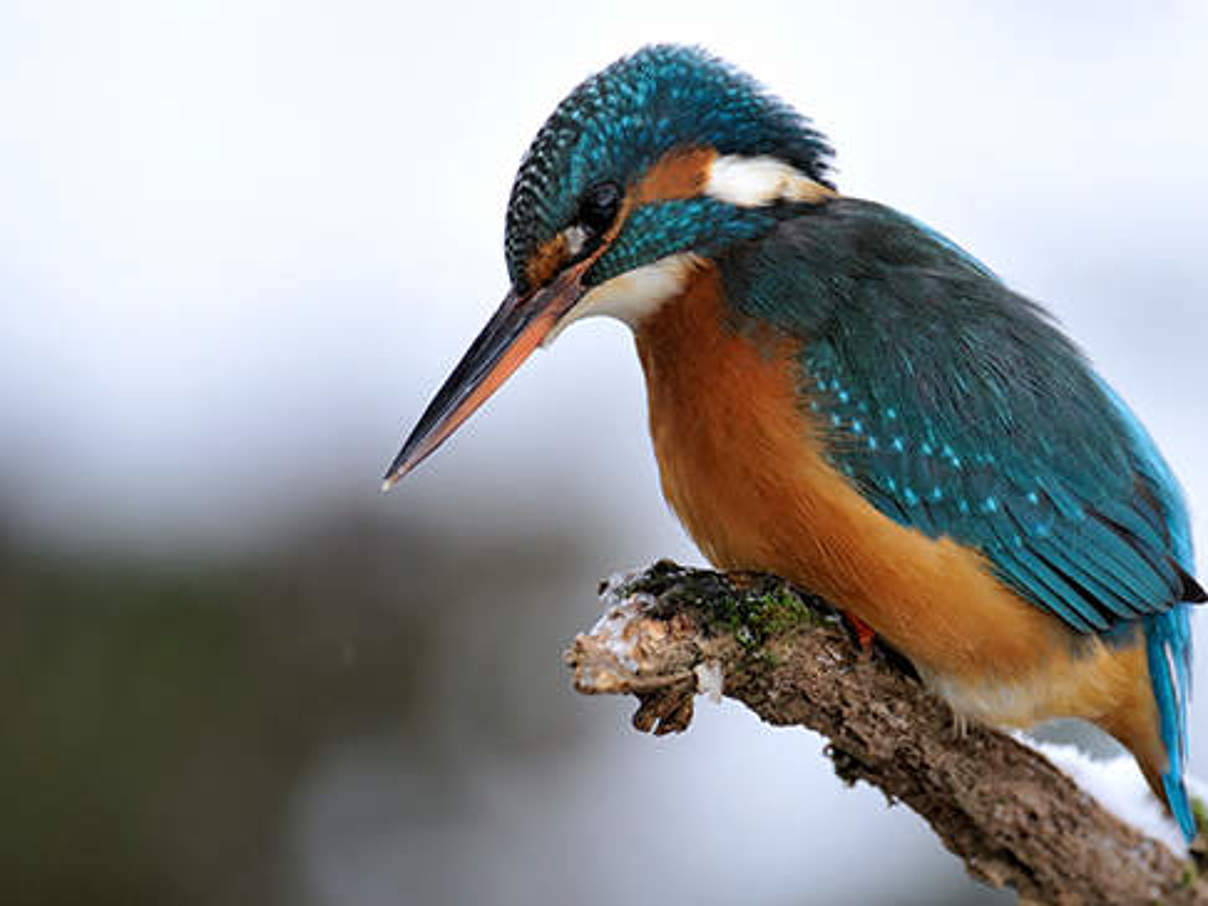 Eisvogel © Ralph Frank / WWF Eisvogel © Ralph Frank / WWF