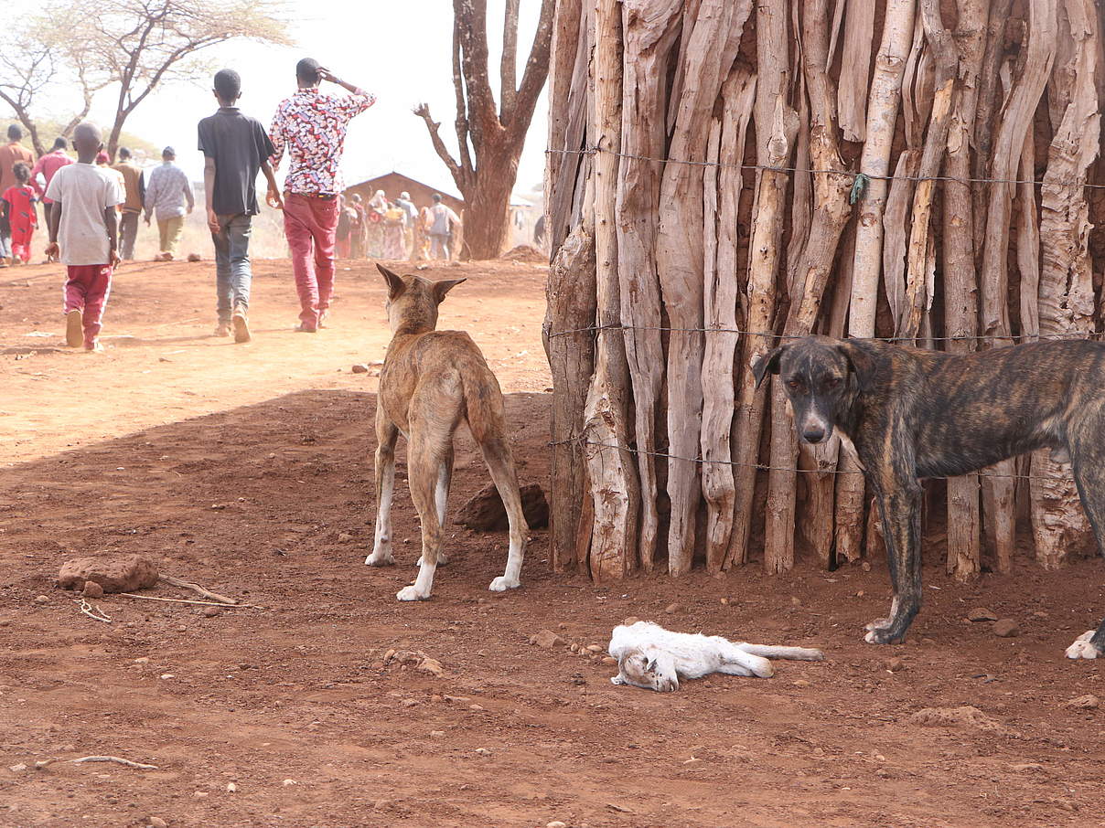 Hunde stehen neben einer jungen Ziege, die die Dürre nicht überlebt hat © Joel Muinde / WWF Kenia