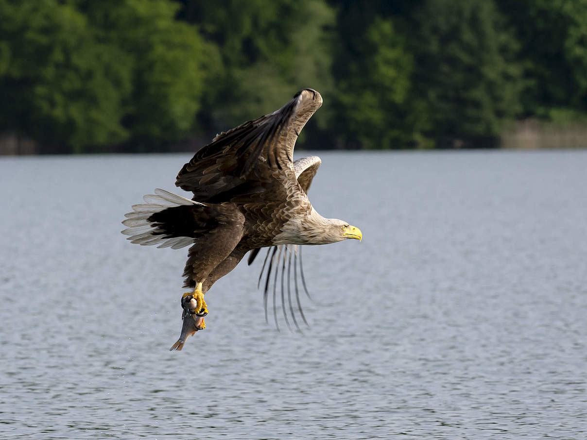 Wildnis Mittlere Elbe: Dessau-Roßlau © Ralph Frank/ WWF