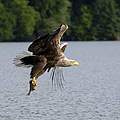 Wildnis Mittlere Elbe: Dessau-Roßlau © Ralph Frank/ WWF