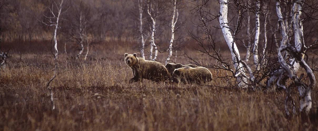 Kamtschatka-Braunbären © Darren Jew / WWF