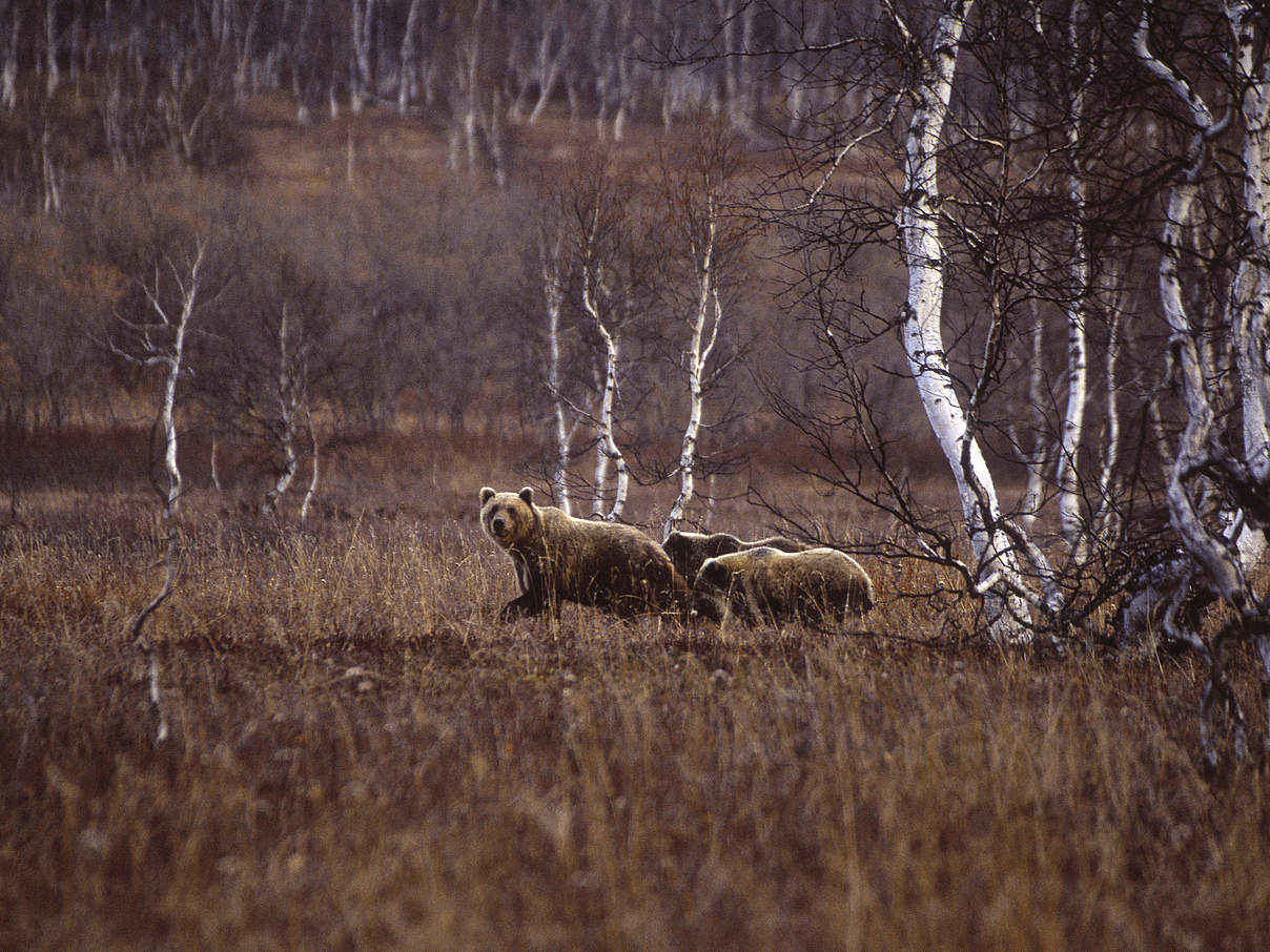 Kamtschatka-Braunbären © Darren Jew / WWF