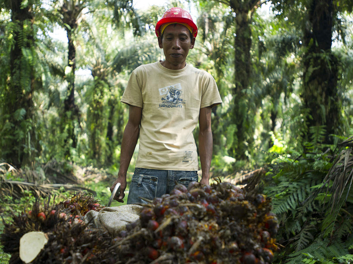 Palmölernte in Sumatra © James Morgan / WWF-International