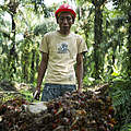Palmölernte in Sumatra © James Morgan / WWF-International